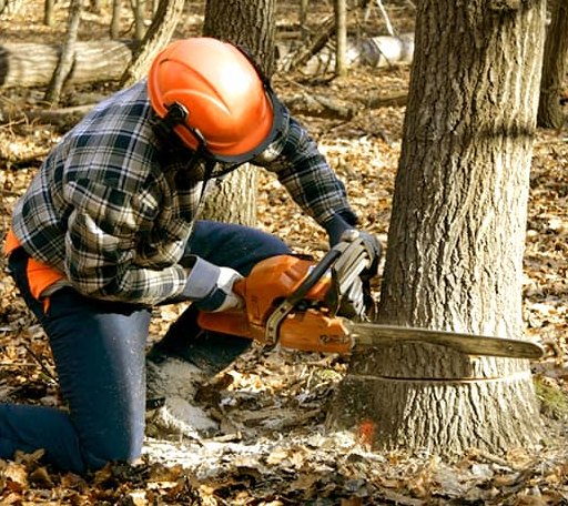 Tree Removal in Auburn, IL